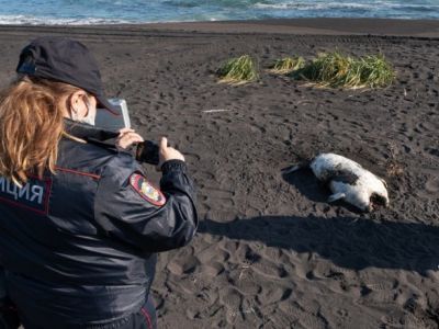 Сотрудники УМВД Камчатского края фотографирует погибшую ларгу. Фото: РИА Новости